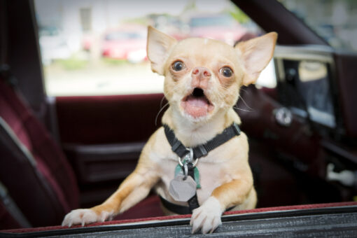 Prancer, the ‘haunted Victorian child’ Chihuahua, gets adopted following viral ad