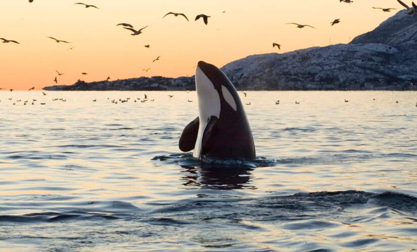 Killer whales attack fishing boat near Spain