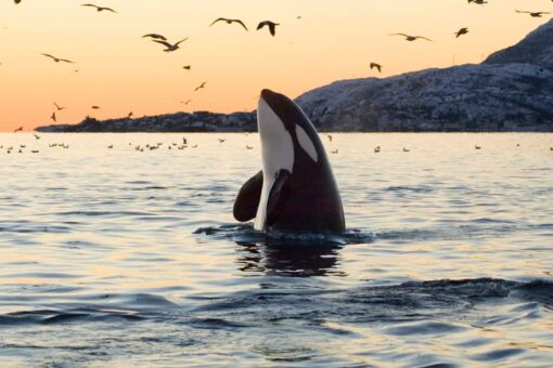 Killer whales attack fishing boat near Spain