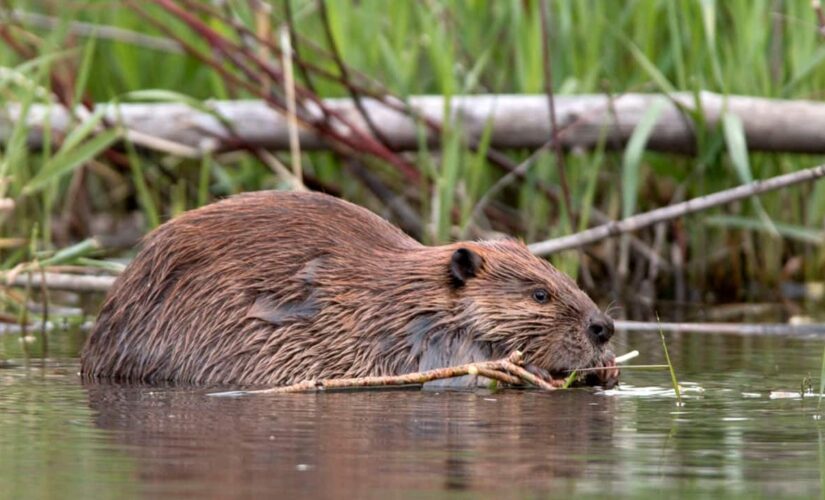 Beavers reportedly knock out cell phone and internet service in Canadian town