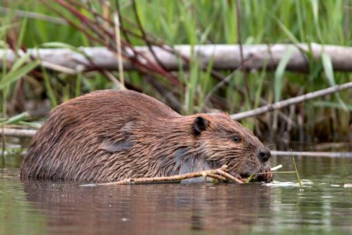 Beavers reportedly knock out cell phone and internet service in Canadian town