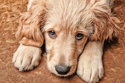 Dog’s begging routine makes the pet a viral star