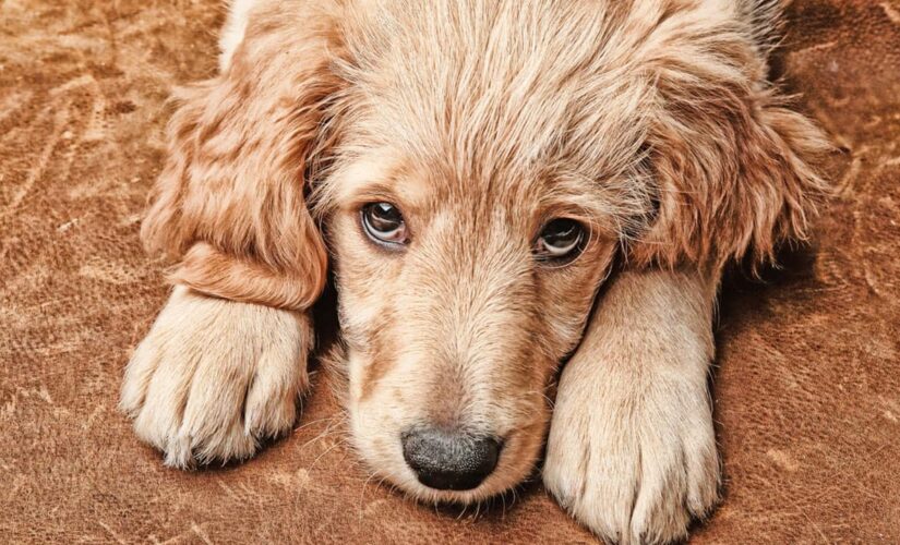 Dog’s begging routine makes the pet a viral star