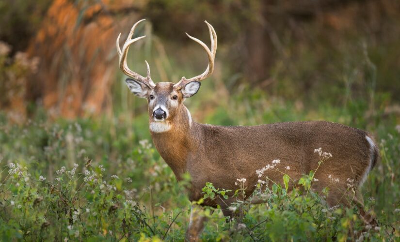 Pennsylvania approves 2-week deer hunting season, bans rifles from turkey hunts