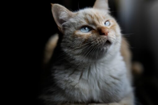 Evidence of human-to-cat coronavirus transmission identified by scientists: study