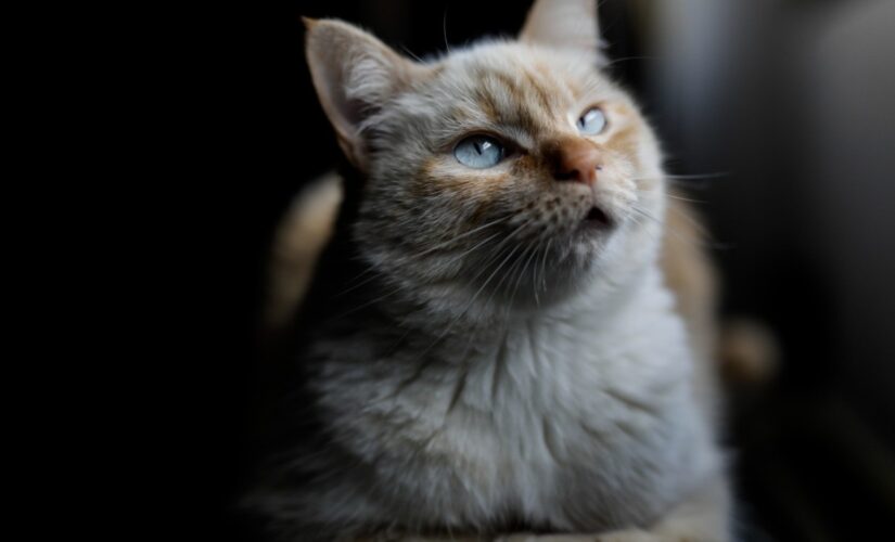 Evidence of human-to-cat coronavirus transmission identified by scientists: study