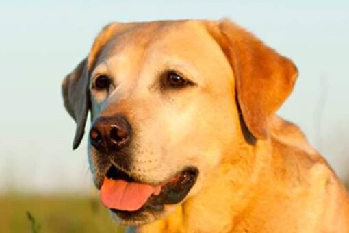 Dog steals microphone from TV reporter in adorable viral moment
