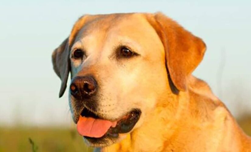 Dog steals microphone from TV reporter in adorable viral moment