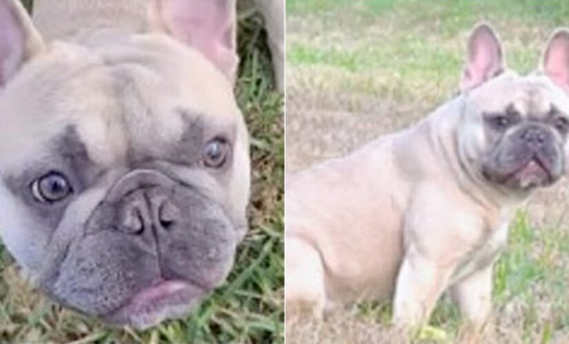 French bulldog stolen at gunpoint in Florida, police say