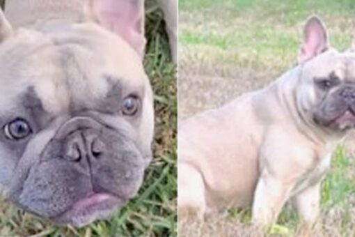 French bulldog stolen at gunpoint in Florida, police say