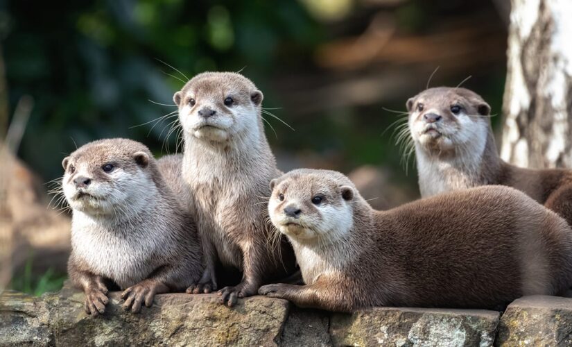 Otters test positive for COVID-19, Georgia Aquarium says