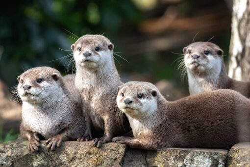 Otters test positive for COVID-19, Georgia Aquarium says