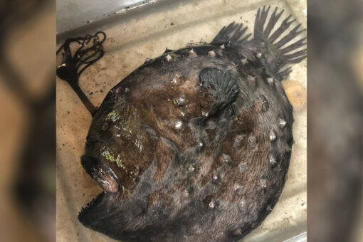 Rare fish that lives thousands of feet under the ocean washes ashore in California state park