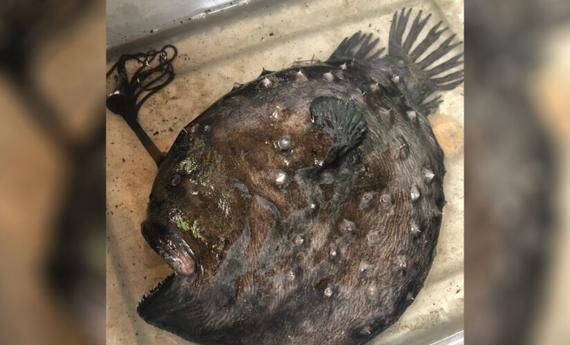 Rare fish that lives thousands of feet under the ocean washes ashore in California state park