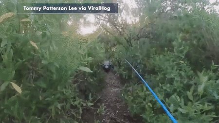 Florida fisherman chased by 11-foot alligator in Everglades and it was caught on camera
