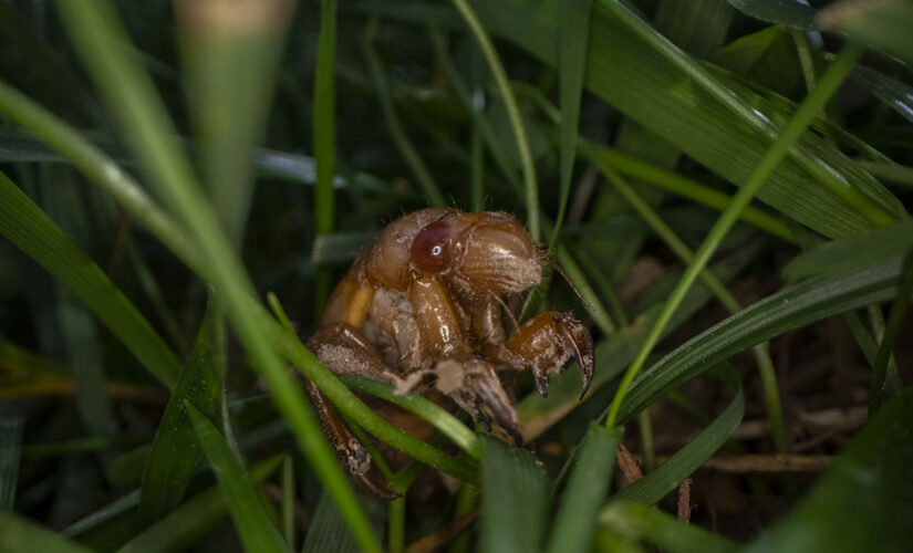 Trillions of cicadas about to emerge across US