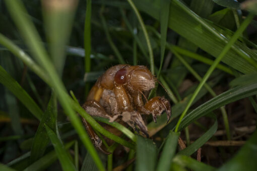 Trillions of cicadas about to emerge across US