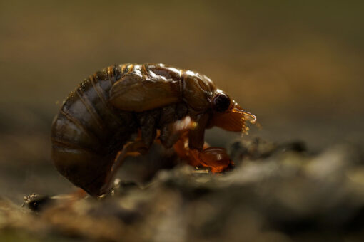 Cicadas with blood-red eyes emerge in DC