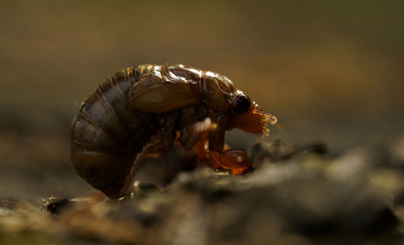 Cicadas with blood-red eyes emerge in DC
