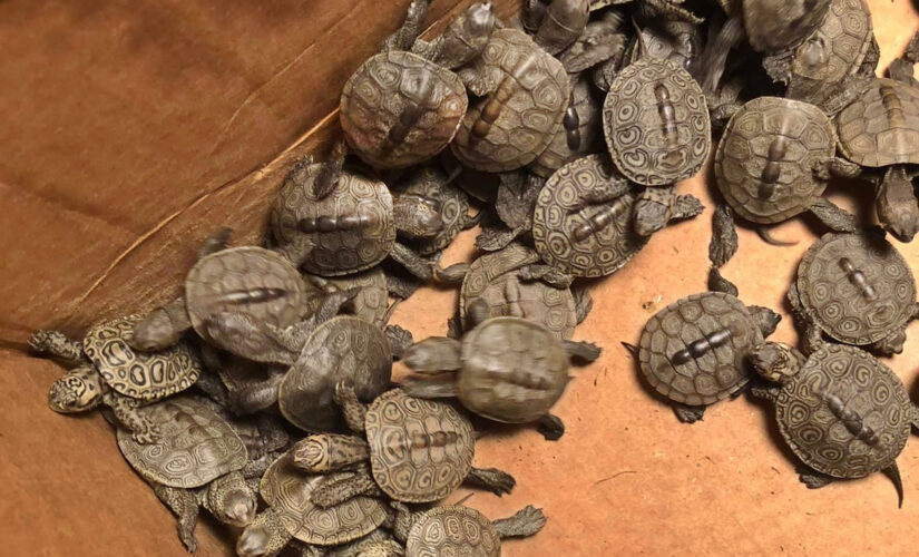 More than 800 turtles rescued from New Jersey storm drains