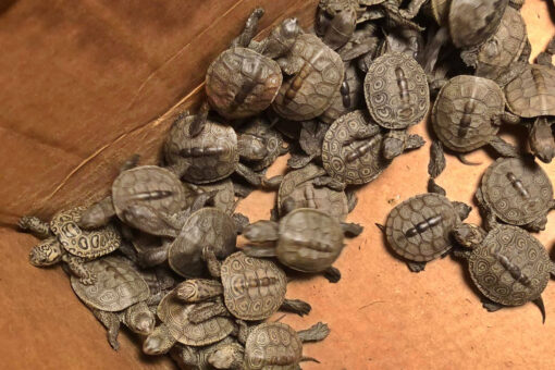 More than 800 turtles rescued from New Jersey storm drains