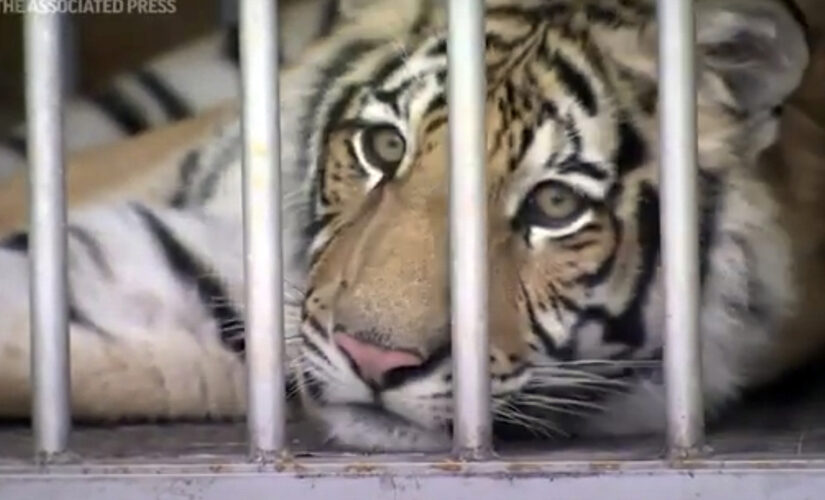 Houston tiger returned safely — with help from intermediary, report says