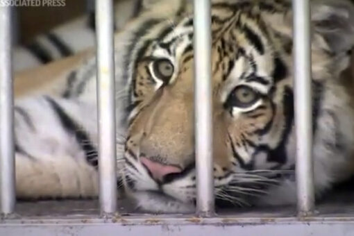 Houston tiger returned safely — with help from intermediary, report says