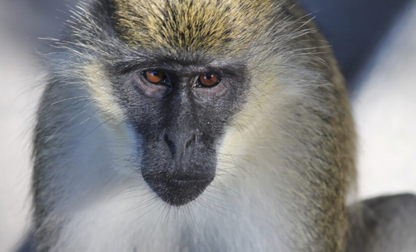 Monkey business: Researchers find origins of Florida colony