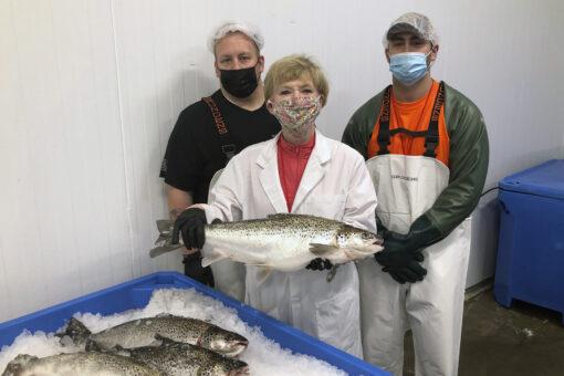 Genetically modified salmon head to US dinner plates