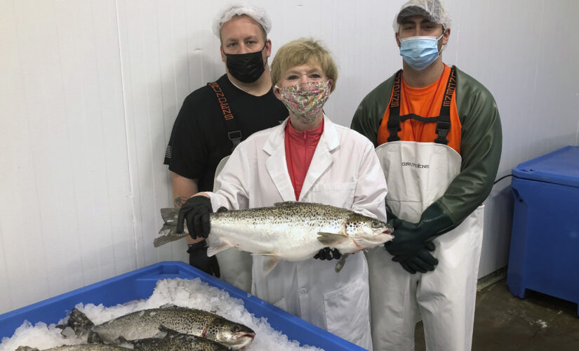 Genetically modified salmon head to US dinner plates