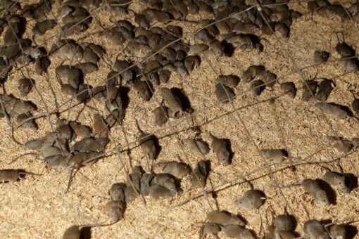 Plague of ravenous, destructive mice tormenting Australians