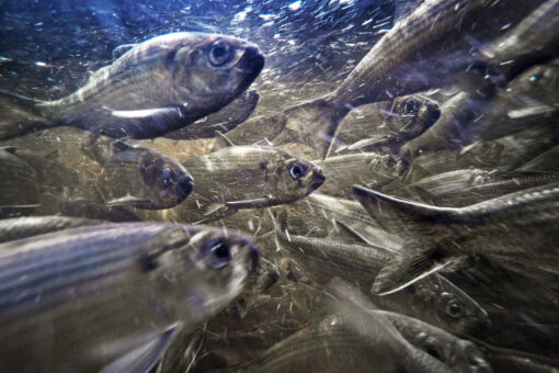 East Coast’s at-risk river herring see population growth
