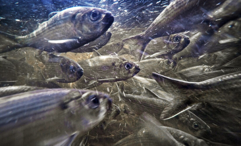 East Coast’s at-risk river herring see population growth
