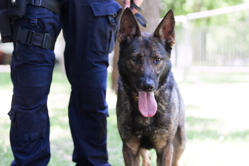 Vermont unwanted rescue dog becomes police department’s first K-9 in decades