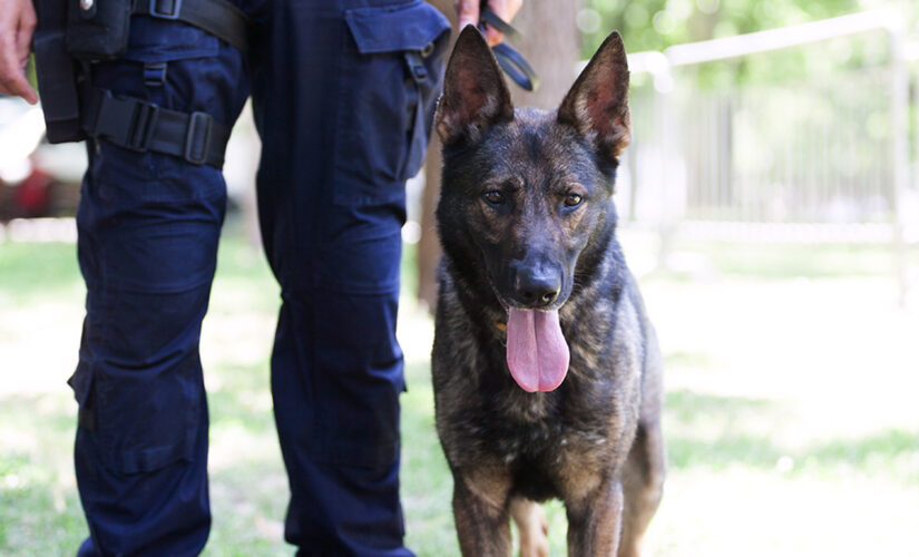 Vermont unwanted rescue dog becomes police department’s first K-9 in decades