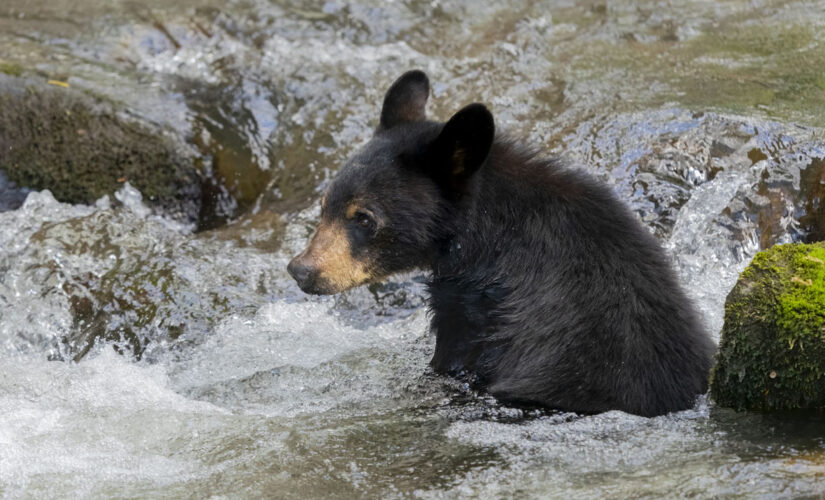 Black bears crash Tennessee pool party near Smoky Mountains