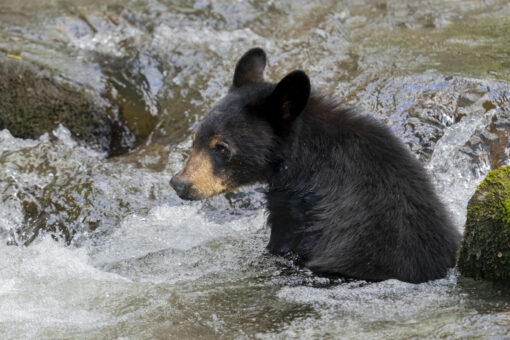 Black bears crash Tennessee pool party near Smoky Mountains