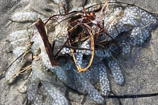 North Carolina coast ‘mysterious mass’ identified: What is the blob?