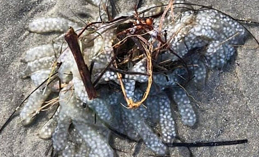 North Carolina coast ‘mysterious mass’ identified: What is the blob?