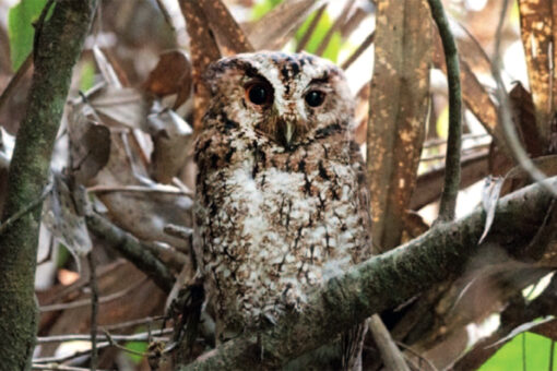Rare orange-eyed owl spotted for the first time in more than 125 years