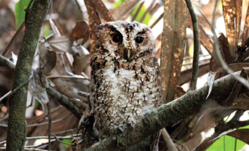 Rare orange-eyed owl spotted for the first time in more than 125 years