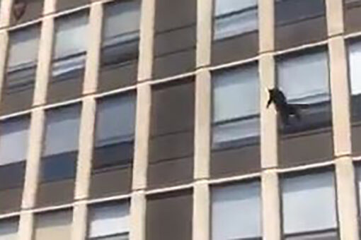 Cat leaps from window of burning building in Chicago — and sticks the landing