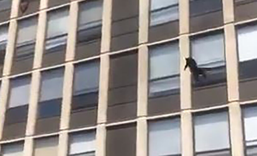 Cat leaps from window of burning building in Chicago — and sticks the landing
