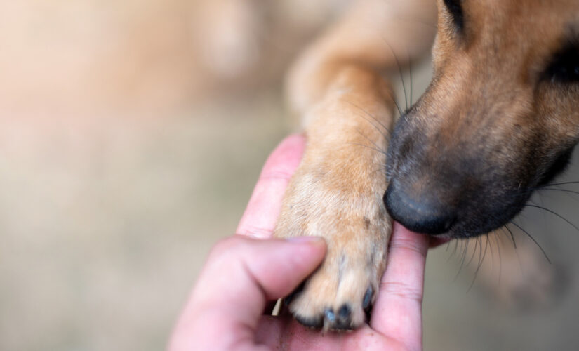 US Navy veteran reunited with stolen therapy dog: ‘She’s my best friend’