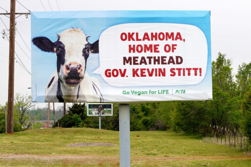 Oklahoma Gov. Stitt hosts barbecue beside PETA billboard slamming him for declaring ‘meat week’