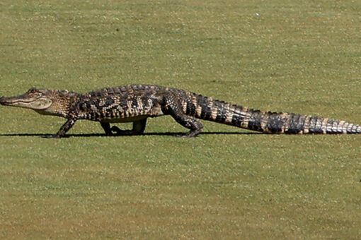 PGA Championship sees brief delay after baby alligator appears on the course