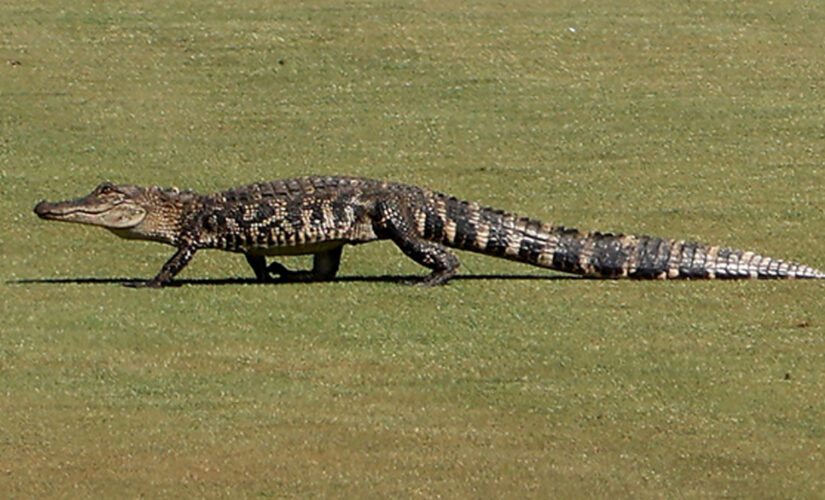 PGA Championship sees brief delay after baby alligator appears on the course