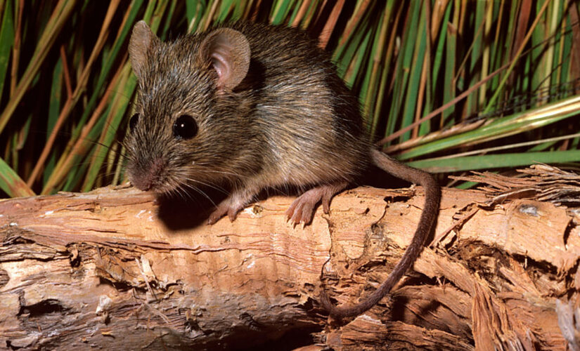 Mice in Australia seen ‘raining’ from sky in viral video