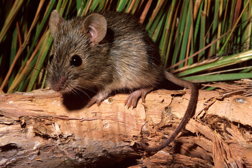 Mice in Australia seen ‘raining’ from sky in viral video
