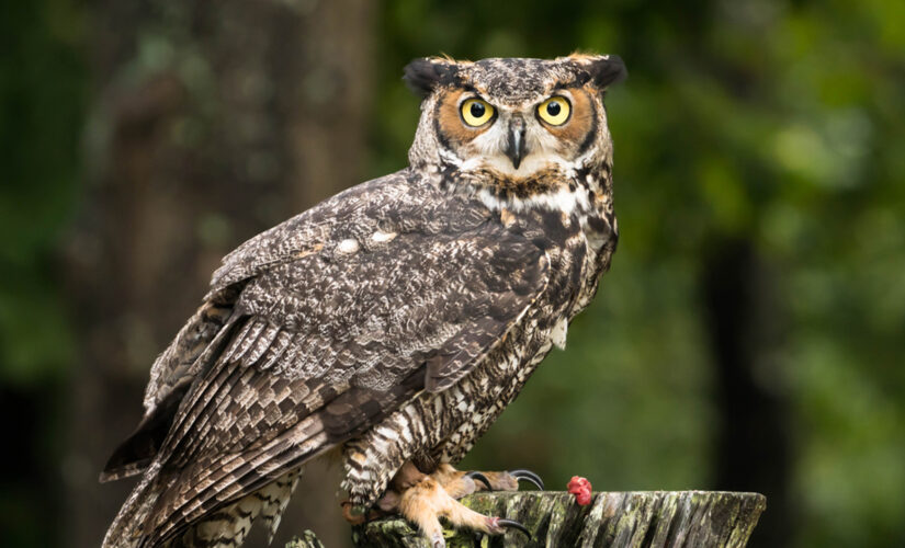 Ohio falconers can use owls for hunting, new law says